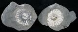 White Pleuroceras Ammonite - Germany #6165-1